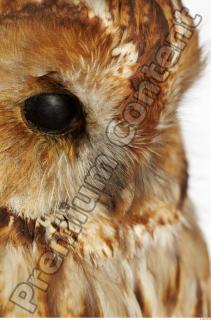 Tawny owl - Strix aluco 0040